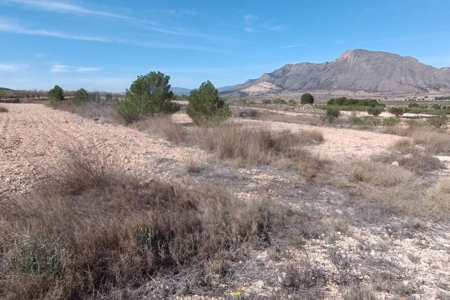 Venta - Casa de campo - Hondon De Los Frailes - BARBARROJA