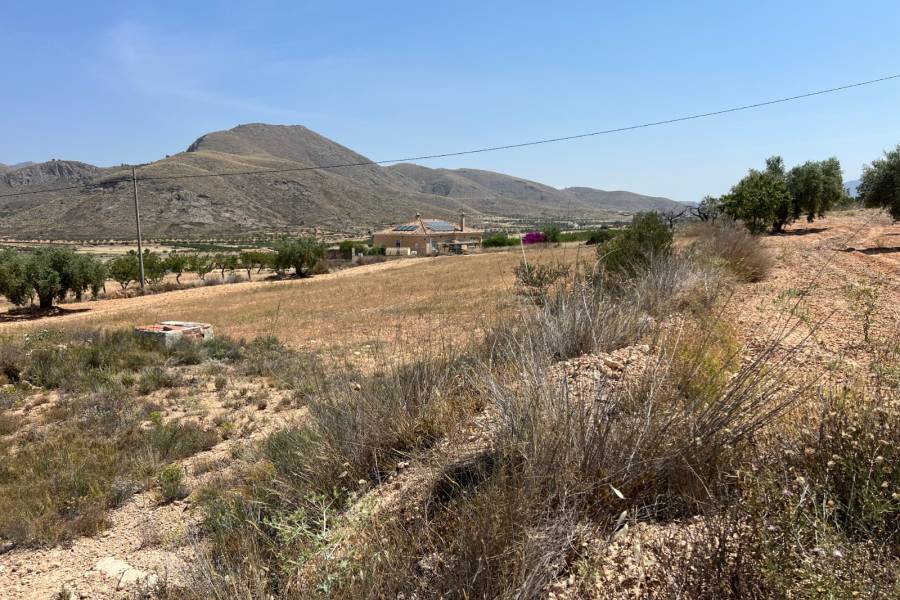 Venta - Plot - Barbarroja