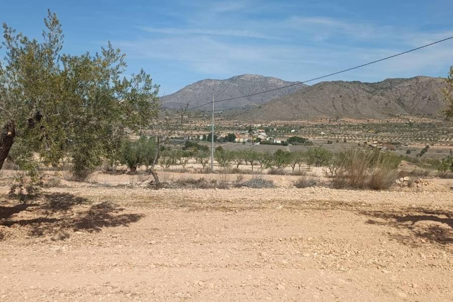 Venta - Casa de campo - Hondon De Los Frailes - BARBARROJA