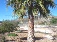 Re-sale - Country house - Hondon De Los Frailes - CASAS DE GALIANA
