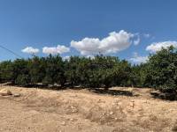 Venta - Casa de campo - Crevillent - BARRANCO SAN CAYETANO