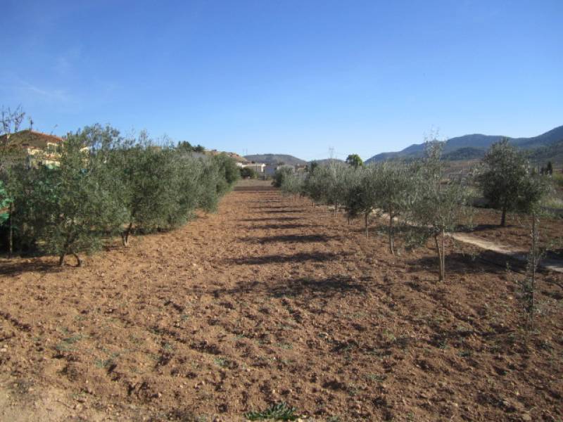 Re-sale - Country house - Hondon De Los Frailes - CASAS DE GALIANA