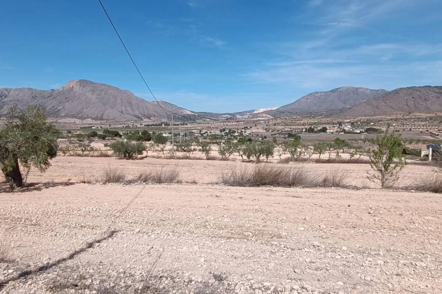 Venta - Casa de campo - Hondon De Los Frailes - BARBARROJA