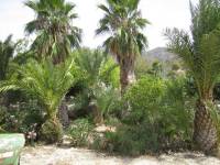 Re-sale - Cave house - Novelda