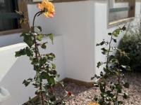 Re-sale - Apartment - Villamartin - Campoamor golf resort