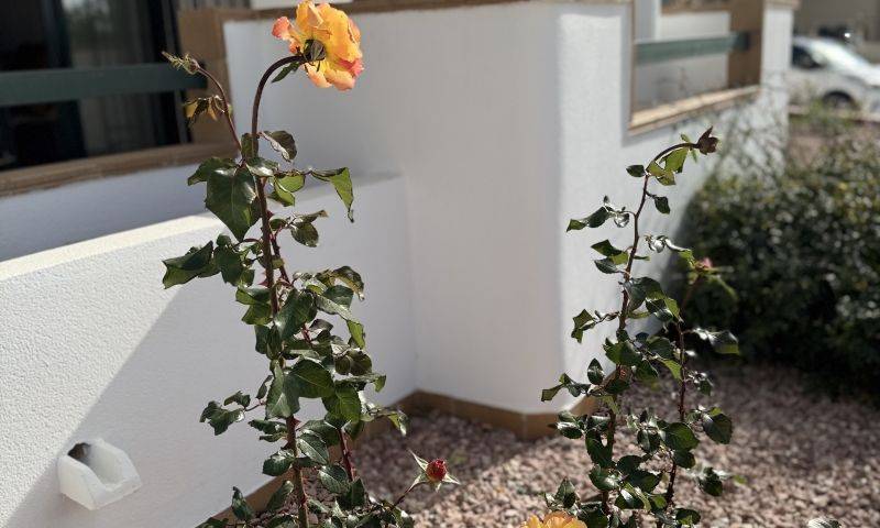 Re-sale - Apartment - Villamartin - Campoamor golf resort