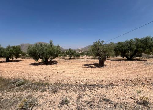 Plot - Re-sale - Barbarroja - Barbarroja
