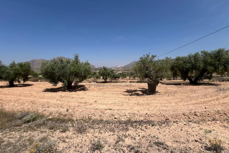 Venta - Plot - Barbarroja